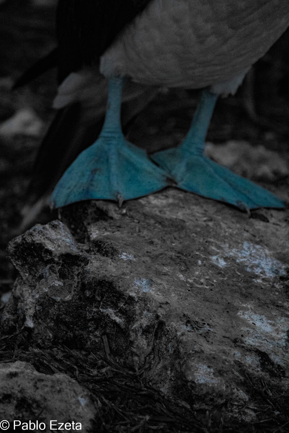Wildlife